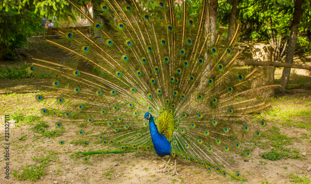 Obraz premium peacock male with open tail
