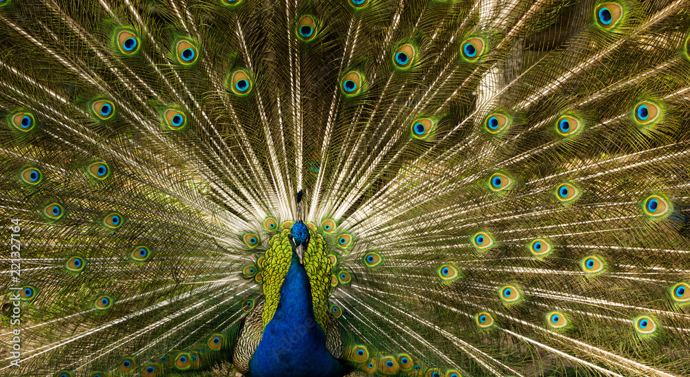 Fototapeta premium peacock male with open tail