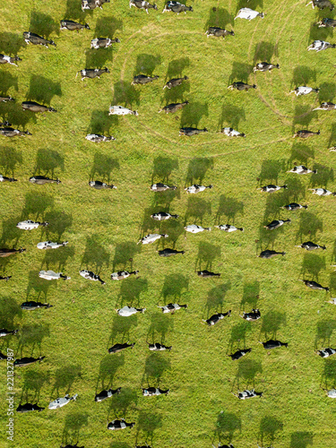 Aerial drone view, a herd of cows grazing in meadows near the river.