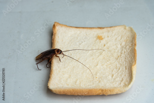 Close up cockroach eating on a slice of bread