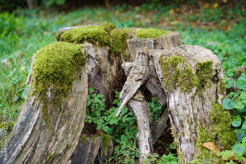 A stump covered with the moss