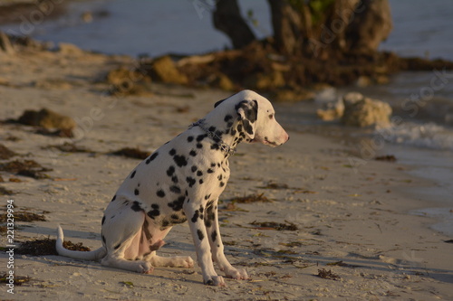 dalmatian dog on the beach