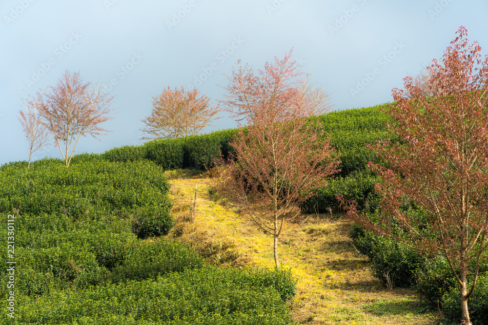 Cherry blossom and tea farm in Sapa, Vietnam Cherry blossom and tea farm in Sapa, Vietnam
