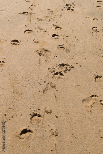 Cows footprint on a beach, Goa, India