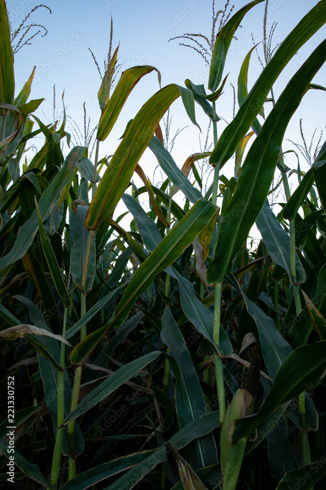 Cornfield Cornfield