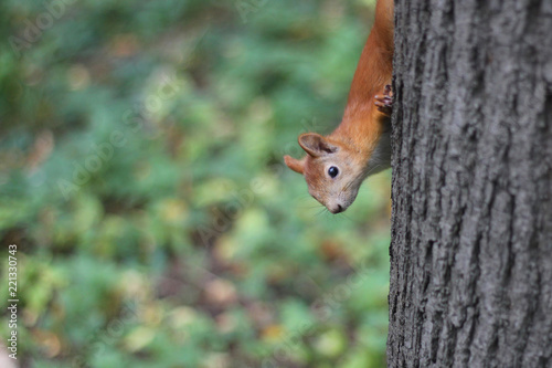 Red squirrel looks out because of a tree in the wood