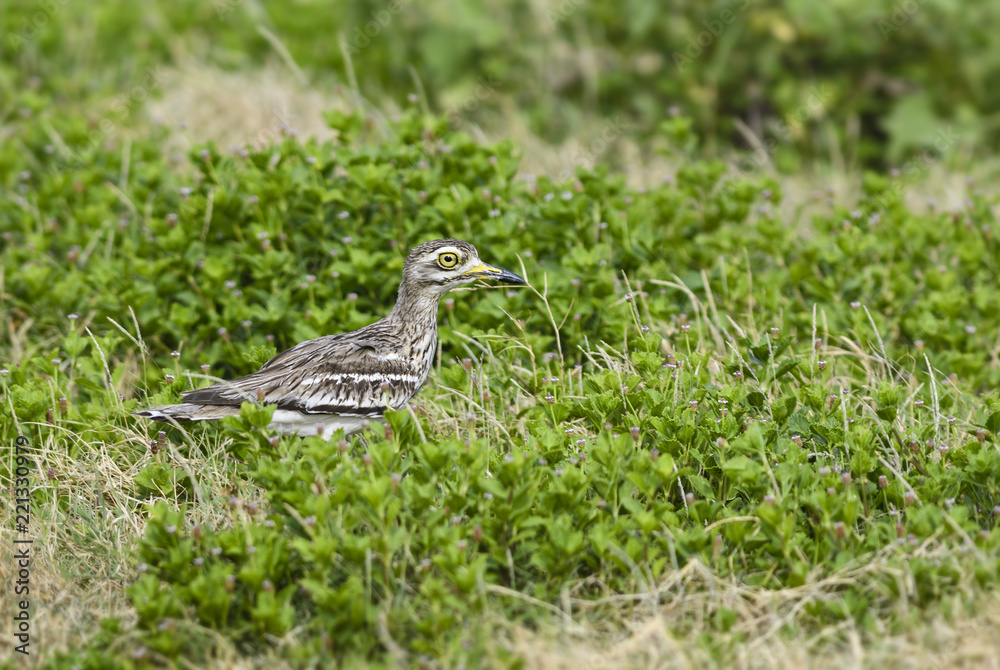 Indian Stone-curlew - Burhinus indicus, small shy bird from Asian meadows and grasslands, Sri Lanka. Indian Stone-curlew - Burhinus indicus, small shy bird from Asian meadows and grasslands, Sri Lanka.