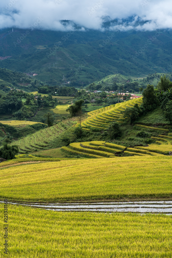 Fototapeta premium Terraced rice field landscape in harvesting season in Y Ty, Bat Xat district, Lao Cai, north Vietnam