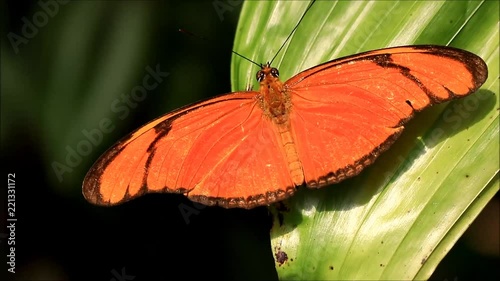 butterfly dryas iulia

 photo