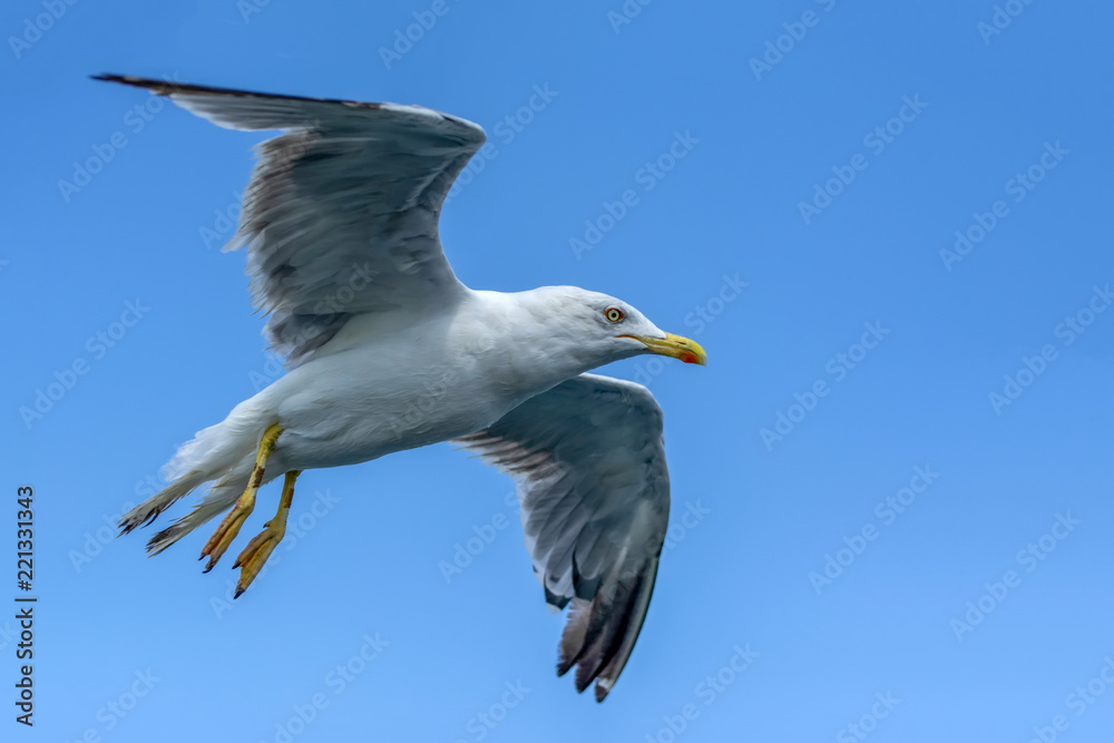 Obraz premium Single seagull flying in a sky as a background
