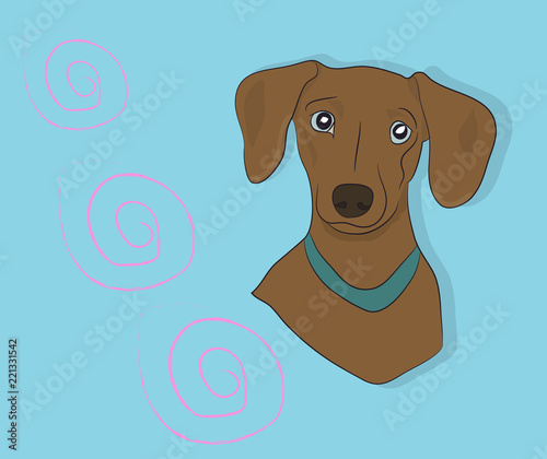 portrait of a dog dachshund, look down