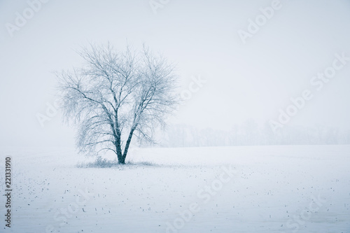 Φωτογραφία Winter's Beautiful Fury