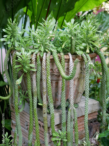 Ornamental Hemp Cacust in a garden after rain photo