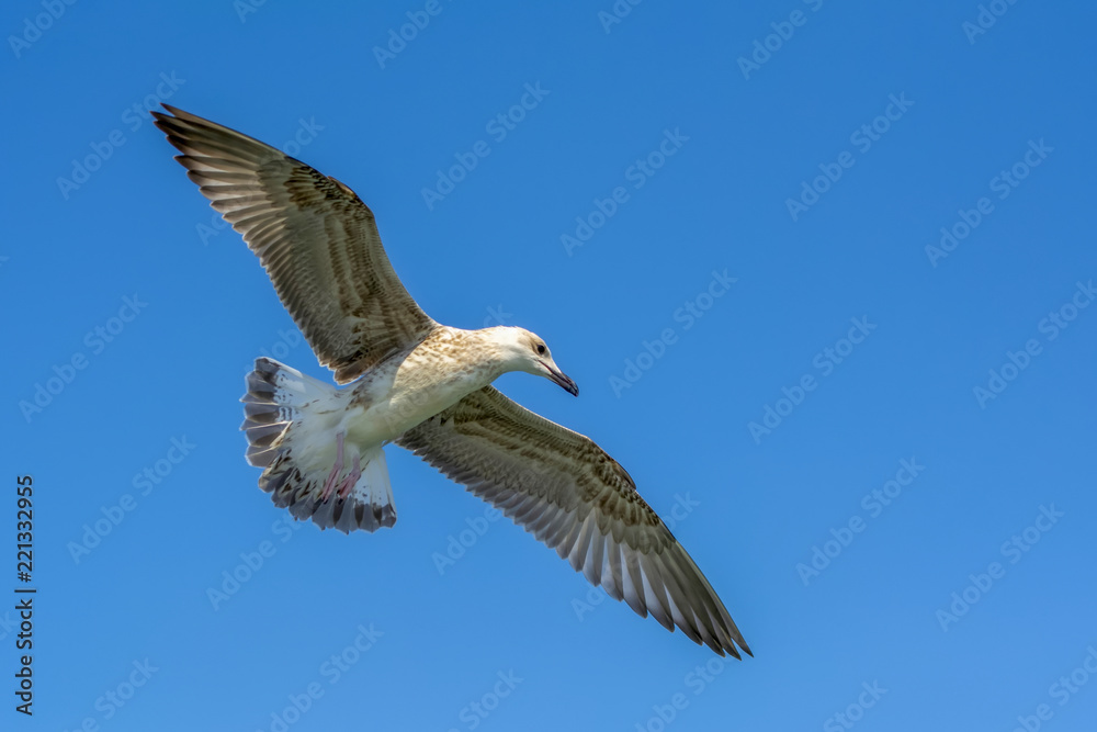 Obraz premium Single seagull flying in a sky as a background
