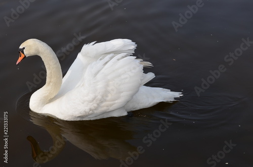 Fototapeta Naklejka Na Ścianę i Meble -  swan