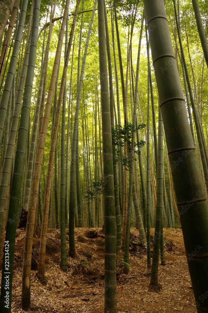 Fototapeta premium Bamboo Forest Arashiyama 