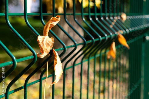 Yellow autumn leaves hang on a fence photo