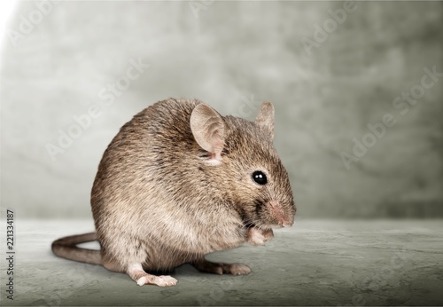 Gray small cute mouse on wooden background