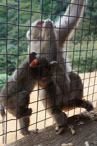 Iwatayama Monkey Park: Babyaffe am Gitter photo