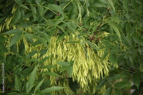ash tree with seeds