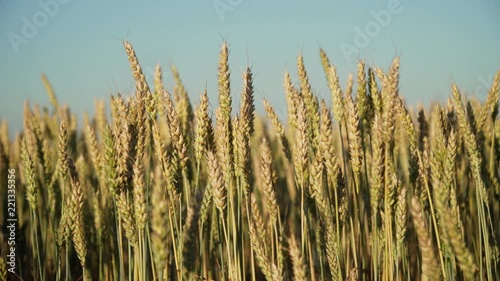 Wallpaper Mural Ears of golden wheat. golden ripe ears of wheat in field. Wheat in warm sunlight Torontodigital.ca
