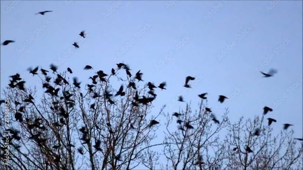 flock of crows in a tree
flock of crows in a tree
