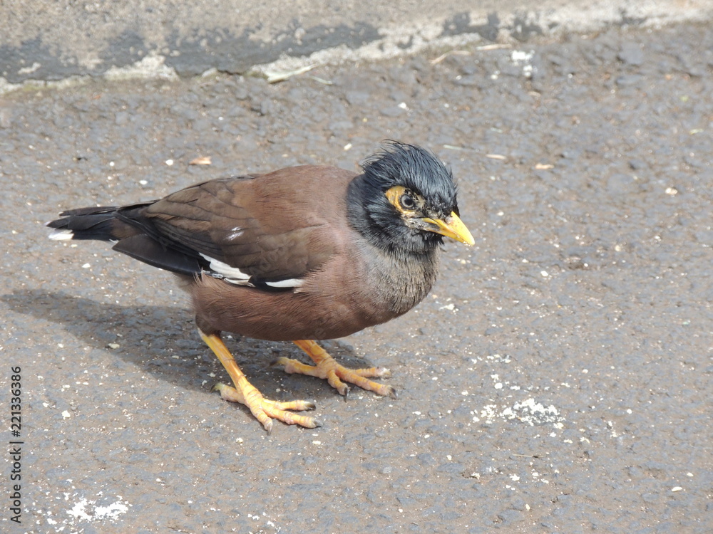 Common Myna with an attitude