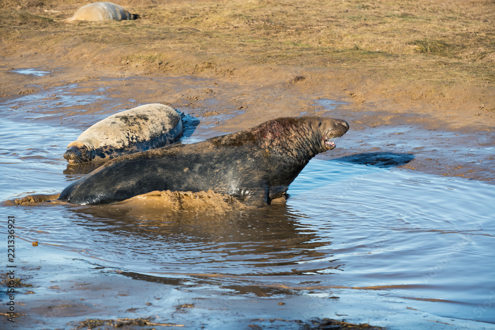Obraz premium Grey Seals & Pups