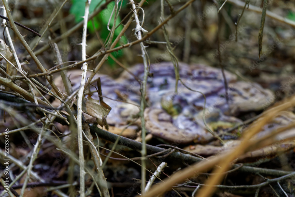 Mushroom among the autumn foliage and old leaves in forest, fall landscape. Mushroom among the autumn foliage and old leaves in forest, fall landscape.