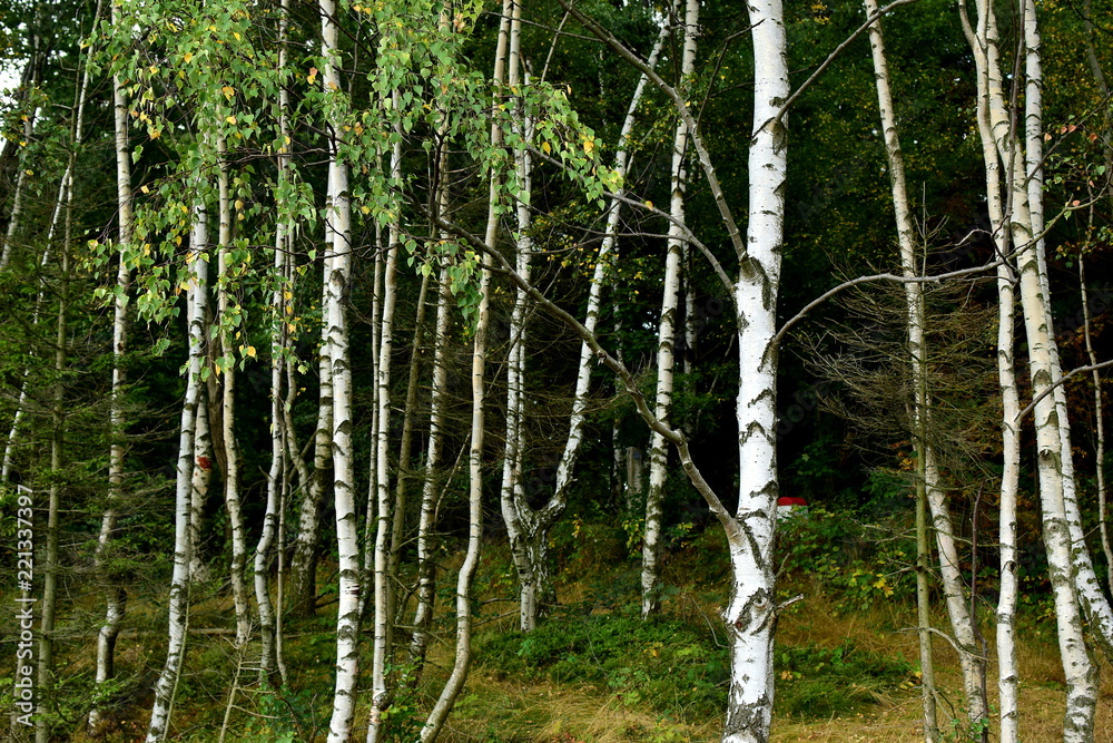 Fototapeta premium birch woodland, young birch background