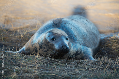 Grey Seals & Pups