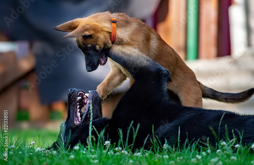 Adult german shepherd and malinois puppy playing in the garden