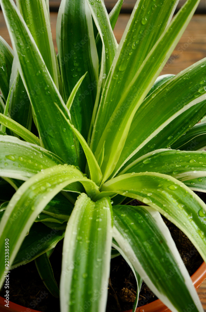 Spider Plant with morning light and water drops. Spider Plant 1 from Top 10 NASA Approved Houseplants for Improving Indoor Air Quality. Spider Plant with morning light and water drops. Spider Plant 1 from Top 10 NASA Approved Houseplants for Improving Indoor Air Quality.
