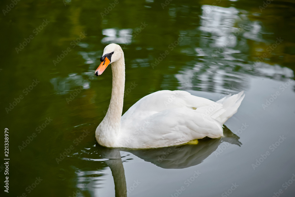 Naklejka premium Swan