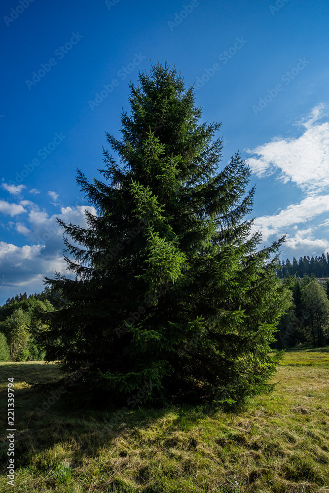 Ein großer Baum im Sonnenlicht Ein großer Baum im Sonnenlicht