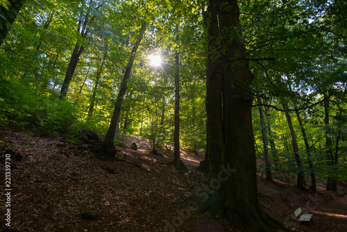 Teutoburger Wald in Ostwestfalen © Tanja Voigt 