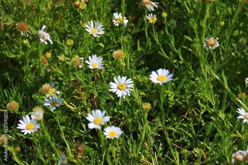 Small white flowers in green meadow in the sun light