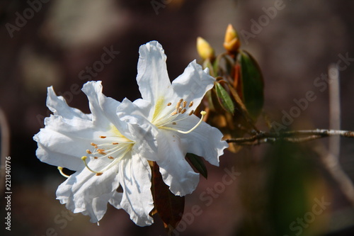 White rhododendron flowers with blur background