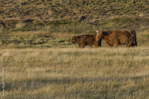 Scottish highland cows "Bos taurus" on meadow during sunset.