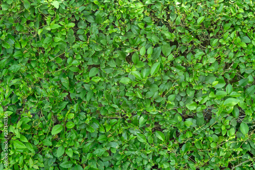 Green shrub leaf wall