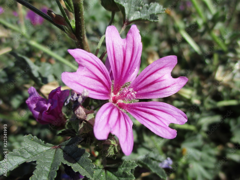 Mauve sylvestre, Mauve sylvestre / Grande mauve