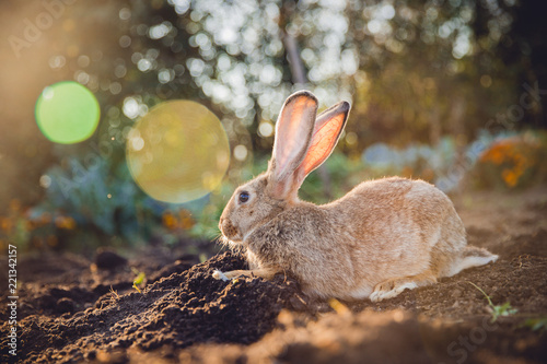 Brownish gray rabbit hare giant on backdrop of garden. Sun light. Pest for farm