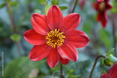 preciosa flor de Chrysanthemum 