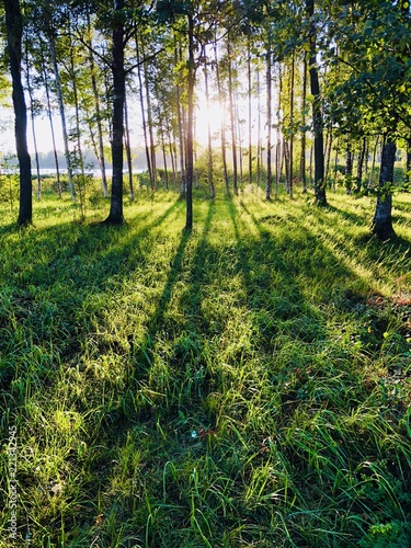 Sun Shining Through The Forest photo