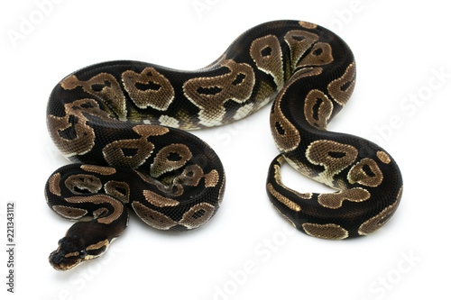 ball python snake reptile on white