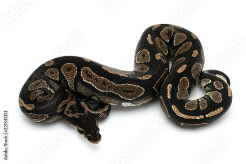 ball python snake reptile on white © Mike
