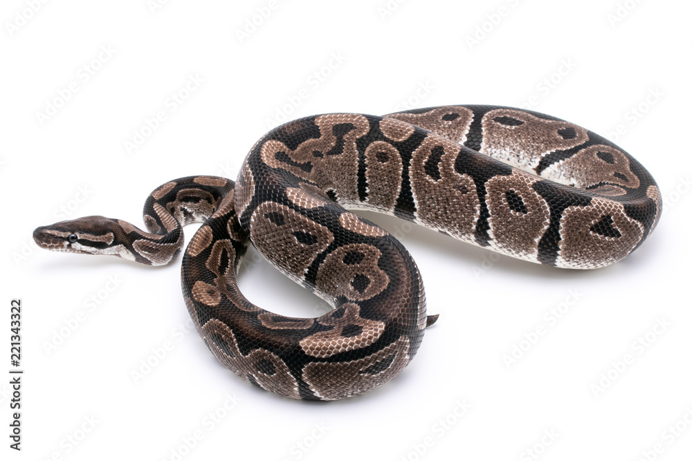 ball python snake reptile on white ball python snake reptile on white