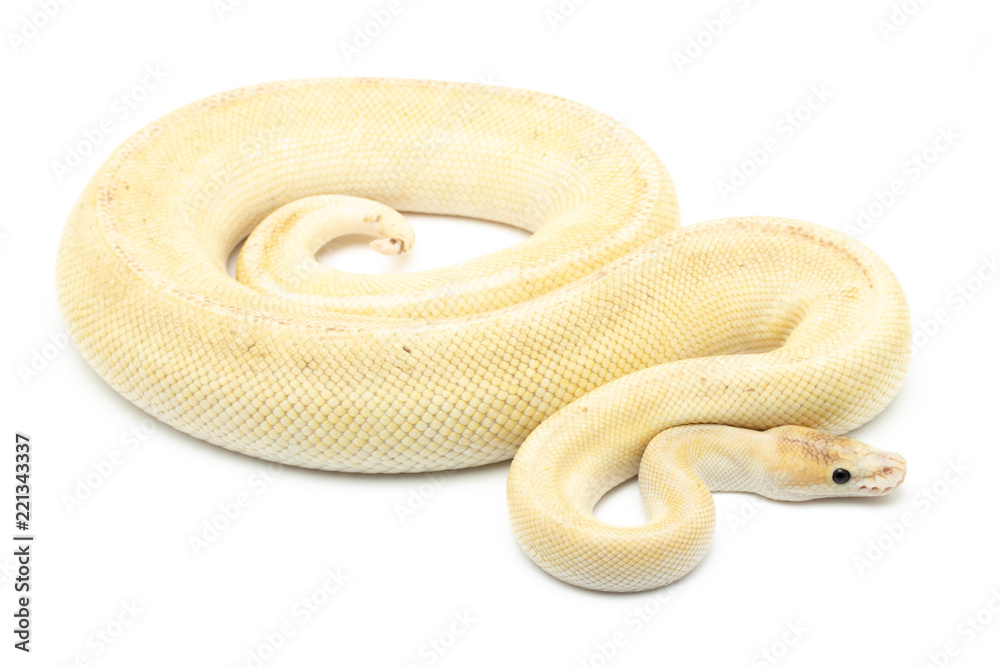 Obraz premium ball python snake reptile on white