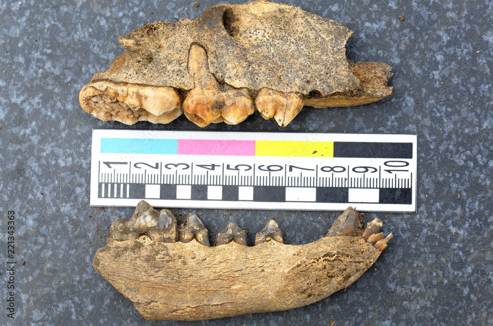 Archaeological finds - the remains of the jaws of medieval animals