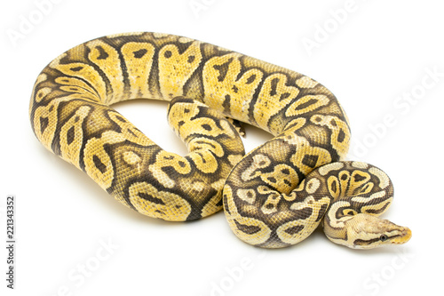 ball python snake reptile on white